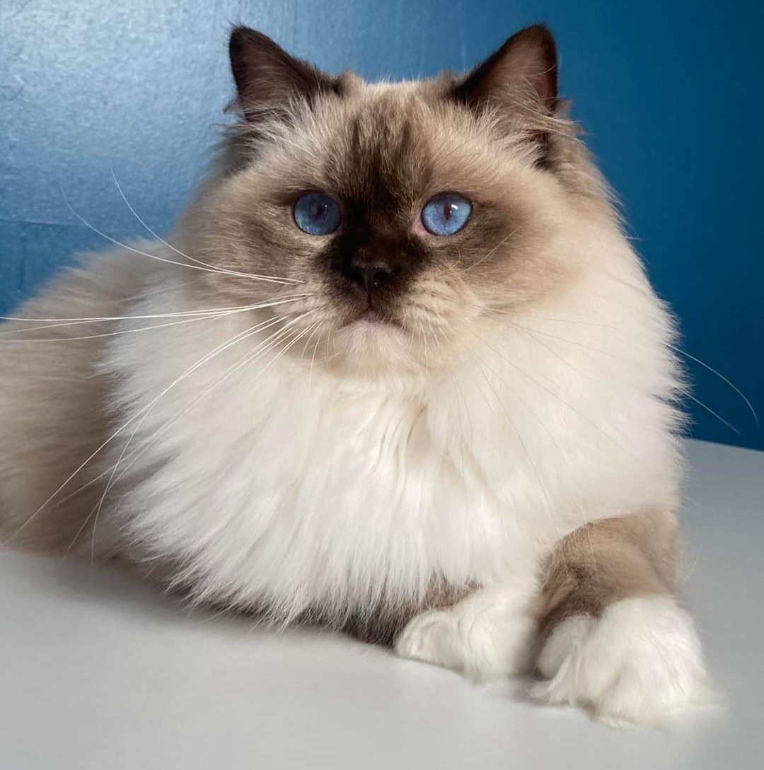 ragdoll chocolat